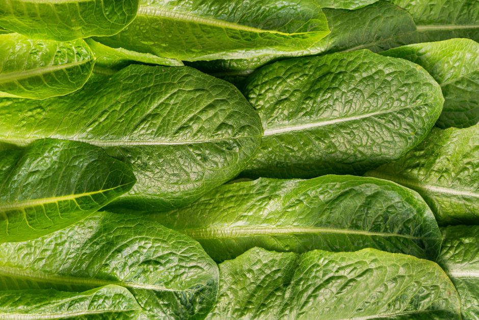 A Sensible Look at Probiotics In Plain Language, Day by Day